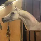 للبيع  حصان فاخر من سلالة نادرة