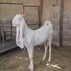 عنز مطورة بيضاء برصا طيبة