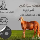 خروف سواكني