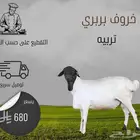 خروف بربري
