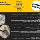 بيش مو صبيا   قط ضائع هناك مكافأة لمن يجد