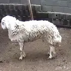 فحل نادر