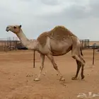 بكره ثنيه لقحه