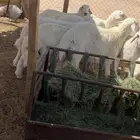 طليان ذبايح حري