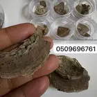 عنبر حوت اشهب