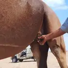 ناقة حمراء ثنية للبيع