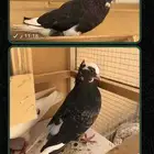 قروب حمام قطيفي
