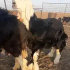 للبيع طلي نجدي صنف طيب عمره توه داخل 5 شهور