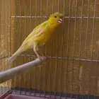 ذكر كناري
