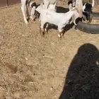 تحته 3 شرط من جميع انواحي