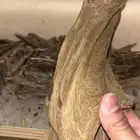 عود نادر للبيع