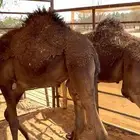 قعود قصب