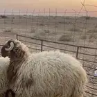 للبيع خرفان جبر العدد5