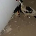بط لي ال