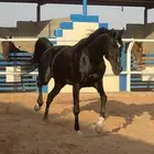 مهره عربيه شعبيه دهماء