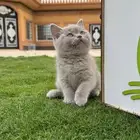 بريتش شورت هير كيتين تم البيع