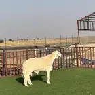 مشروع حري فاخر ( تم البيع )