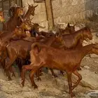 معزا دهم صنف ماشاء الله