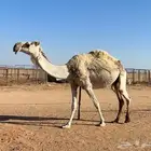 خلفه وضحاء طيبه