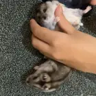 هامستر ونتر وايت روسي