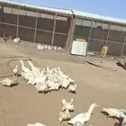 بط بكيني عمر 3 شهور