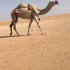للبيع ضروبه شقحاء كفو