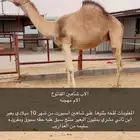 لقحه من بدايه الموسم كفو شكل وسلاله