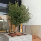 زيتون معمر في مراكن واحواض