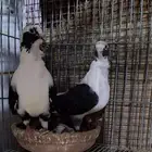 للبيع جوز مكاتيف بربريسي