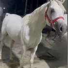 حصان واهو بدقري قوي