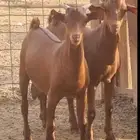 تيس تيوس لبانيه