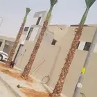 زرعت نخيل ووشنطن ونخل عربي