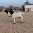 طليان بربري جذعان نظييفه