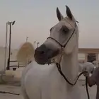 فرس عربية اصيله نسب ابطال ولقاح