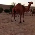 بكره كفو على بعير عيد ابن طلق أبوها ولد المتحدي