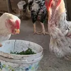 للبيع انثى فارسي منتجه