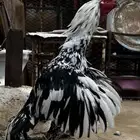 مطلوب ديك باكستاني سندي