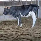 ثور الماني العمر سنتين