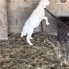 للبيع خروف