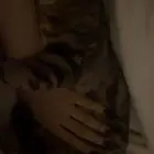 قط اعمى ضائع