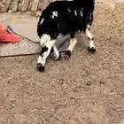 نجديه متاومه عيالها ذبايح