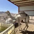 ناقه سودانيه
