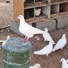 حمام فرنسي ماشاء الله تبارك الله
