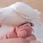 طير روز مفقود في حي اجيال
