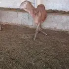 غنم ساكني حيل سيحه شرت