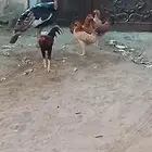 دجاج رومي و دجاج بلدي للبيع