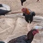 ديوك شامو للبيع العدد 12 او 13