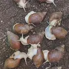 متوفر حلزون   سعره الحبه 25 ريال