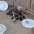 بط بلدي مفقس ومحضن شرط