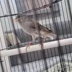ذكر كناري شرط تغريد